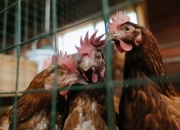 九游娱乐官方网站-欧冠决赛焦点战，广东队完胜魔术