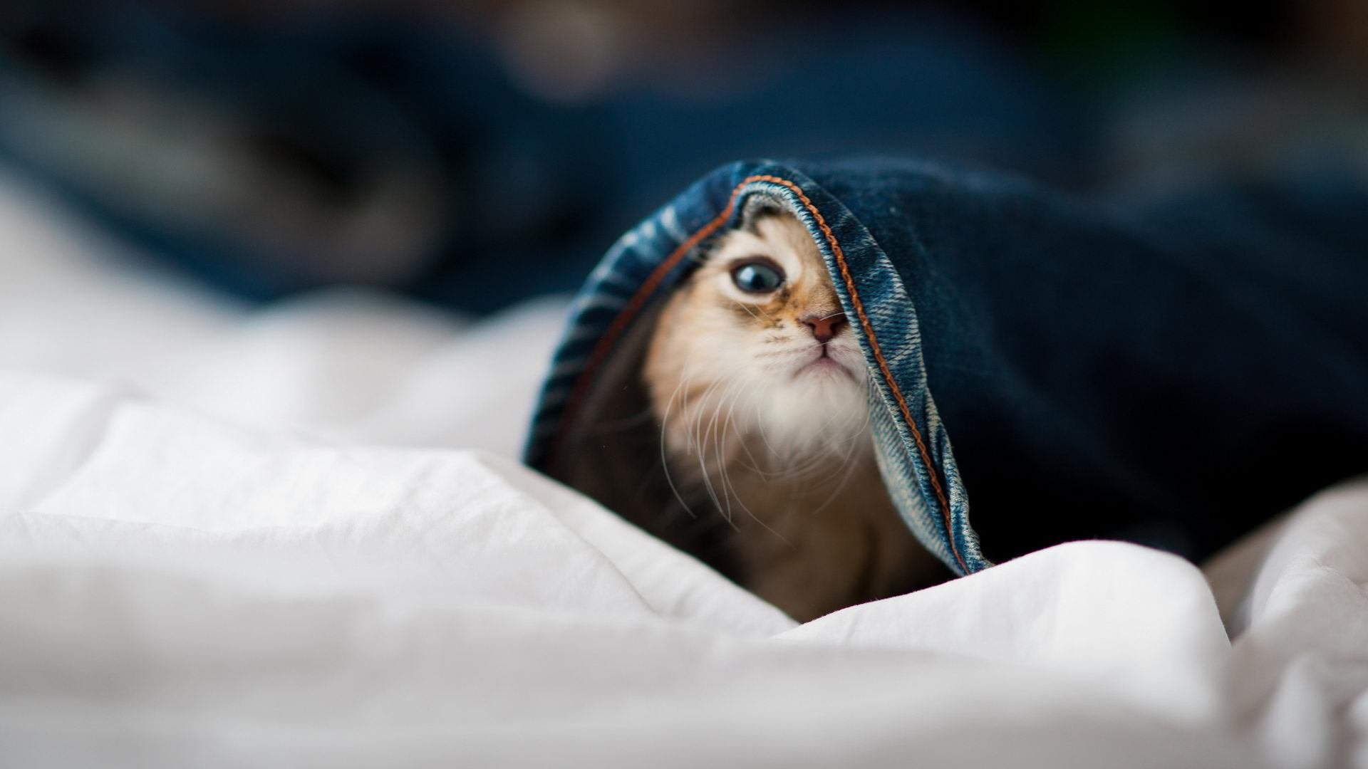 末节之王德罗赞接管比赛，篮网强势晋级送活塞出局