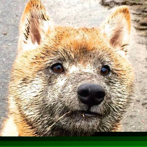 欧冠决赛焦点战，广东队完胜魔术